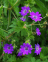 Cranesbill, Hedgerow